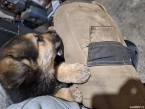 donez 2 catei lup - imagine 2