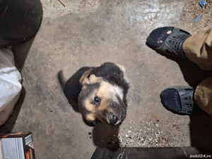 donez 2 catei lup - imagine 5