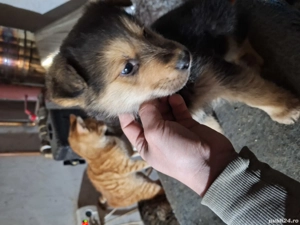 donez 2 catei lup - imagine 4