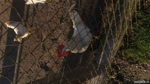 cocosi leghorn sussex - imagine 2