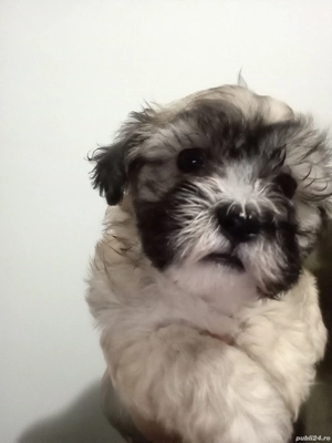 Bishon Maltez  - imagine 2