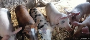 șoldani de vânzare  - imagine 2