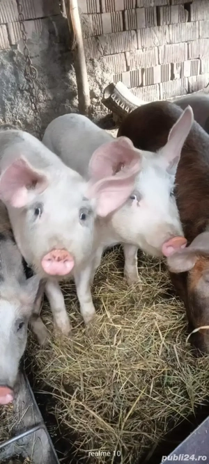 șoldani de vânzare 