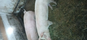 Vind  soldani 40 --50 kg - imagine 2