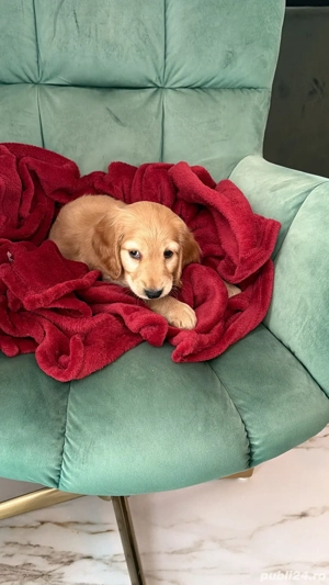 pui caine cocker spaniel - imagine 5