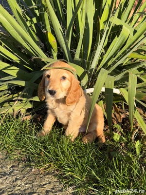 pui caine cocker spaniel - imagine 4