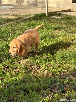 pui caine cocker spaniel - imagine 3