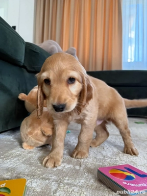 pui caine cocker spaniel - imagine 2