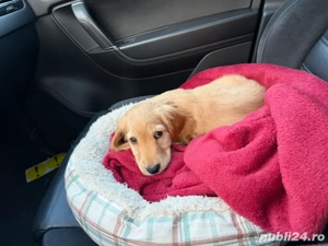 pui caine cocker spaniel