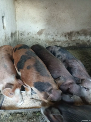 gasuni de vânzare  - imagine 3