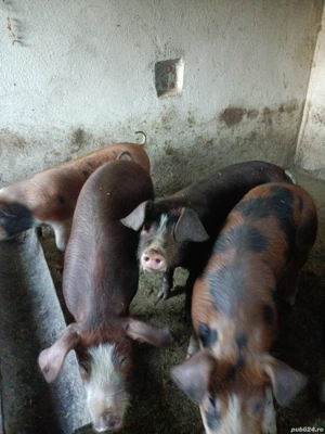 gasuni de vânzare  - imagine 4