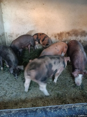 gasuni de vânzare  - imagine 2