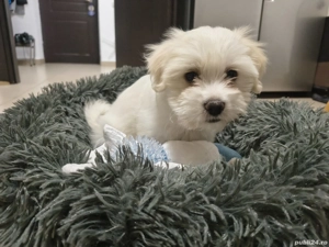 Bichon maltez 9 saptamani