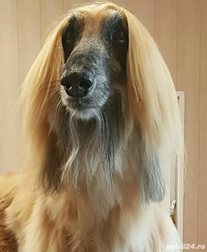 Frizerie canina Voivodina Bucuresti -Popesti Leordeni  - imagine 4