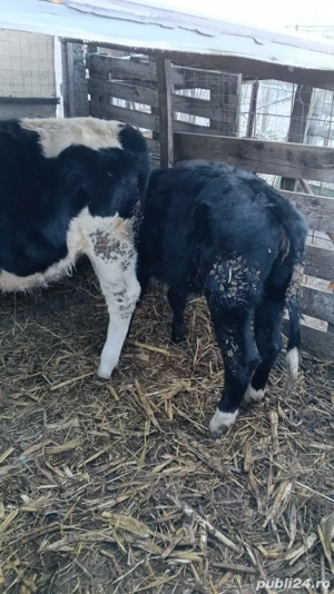 de vanzare - imagine 2