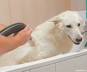 Frizerie canina Voivodina Bucuresti -Popesti Leordeni  - imagine 3