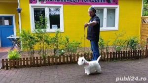 Frizerie canina Voivodina Bucuresti -Popesti Leordeni  - imagine 5