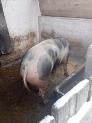 Porcii de vânzare  - imagine 3