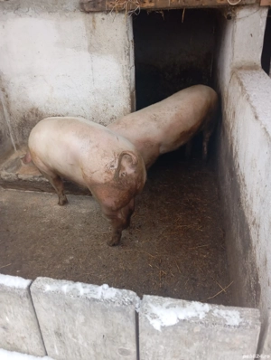 Porcii de vânzare  - imagine 4