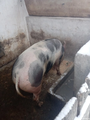 Porcii de vânzare  - imagine 2