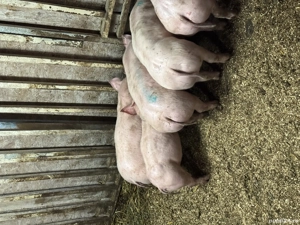 Purcei pietrain de vânzare 