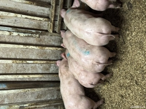 Purcei pietrain de vânzare  - imagine 2