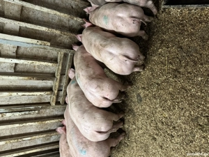 Purcei pietrain de vânzare  - imagine 5