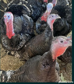 Curci și curcani de vânzare 