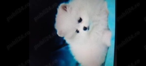 Vând cățel de Pomeranian mini  - imagine 3