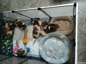 Cătei șih-tzu  - imagine 3