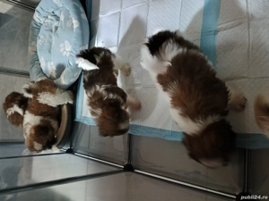 Cătei șih-tzu  - imagine 4