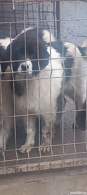 ciobanesc Romanesc de Bucovina 