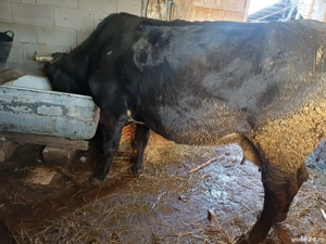 Vând Vacă Talie Mare 