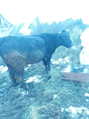 Vând Vacă Talie Mare  - imagine 3