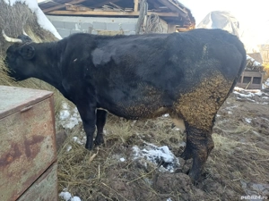 Vând Vacă Talie Mare  - imagine 2