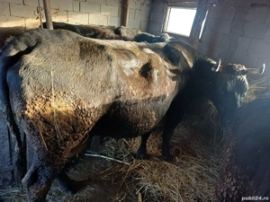 Vând taur de 1 an si vaca de 7 ani  - imagine 2