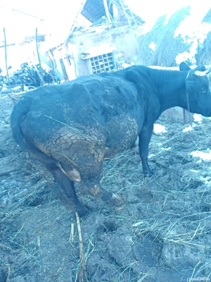 Vând Vacă Talie Mare  - imagine 4