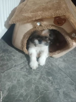 Cătei șih-tzu 