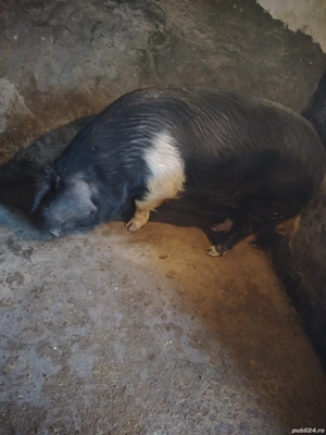 Porci de vânzare  - imagine 3