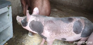 purcei de vanzare rasa petrain ,duroc ,marele alb ,de la 25 kg la 45 kg pret de lav600 la 800 buc  - imagine 3