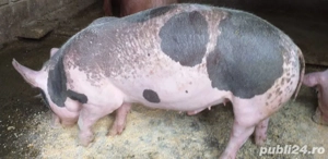 purcei de vanzare rasa petrain ,duroc ,marele alb ,de la 25 kg la 45 kg pret de lav600 la 800 buc  - imagine 4