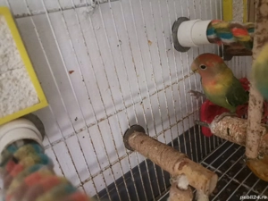 Papagali Agaponis pui - imagine 2