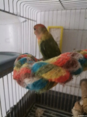 Papagali Agaponis pui - imagine 3