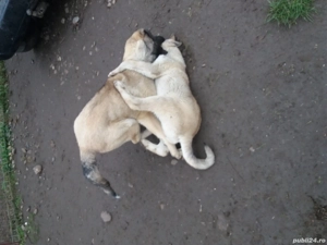 kangal mascul 4 luni femela 6 luni disponibili