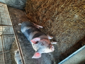 Vand grasuni si purcei intarcati - imagine 2