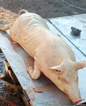 porci de vânzare 30-200kg