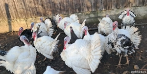 Vând curci și curcani românești  - imagine 2