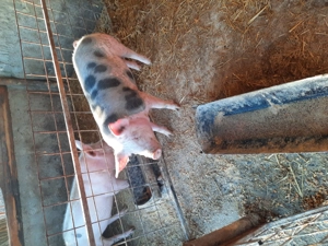 Vand grasuni si purcei intarcati - imagine 3