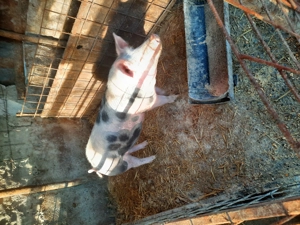 Vand grasuni si purcei intarcati - imagine 4