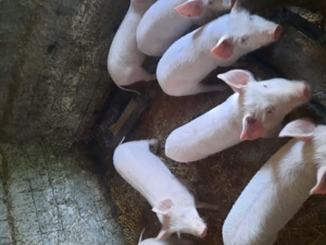 Vand grasuni si purcei intarcati - imagine 5